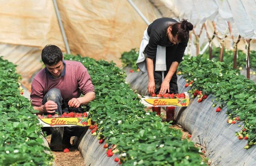 Fruit Farm Labourer Job