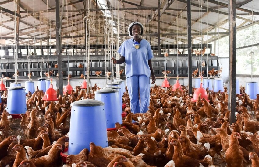 Poultry Farm Worker