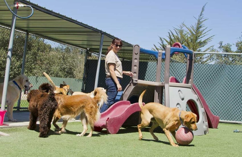 Animal Caretaker Job