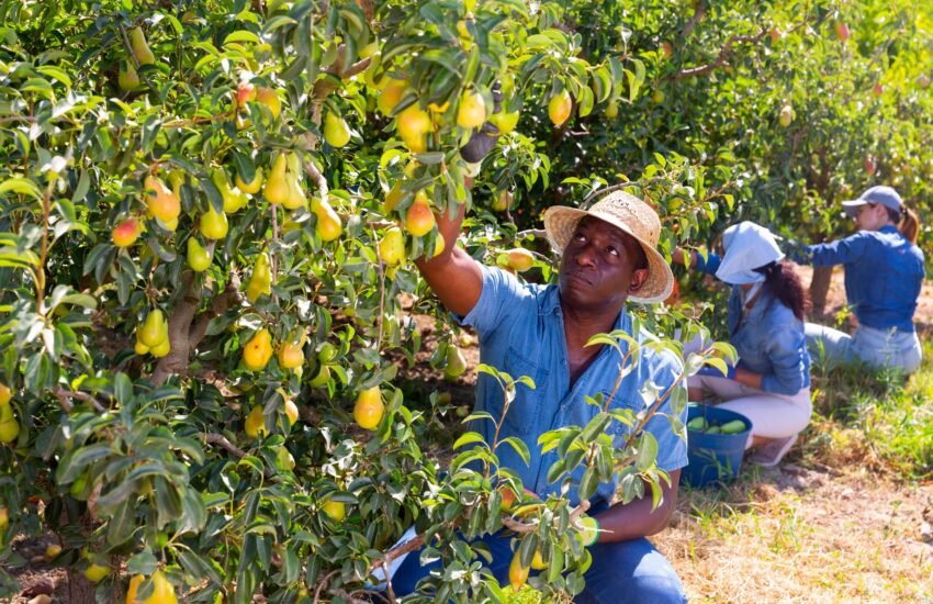 Fruit Farm Worker Job