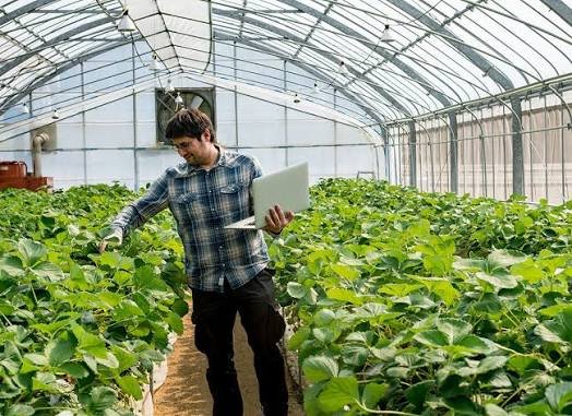 Greenhouse Assistant Job