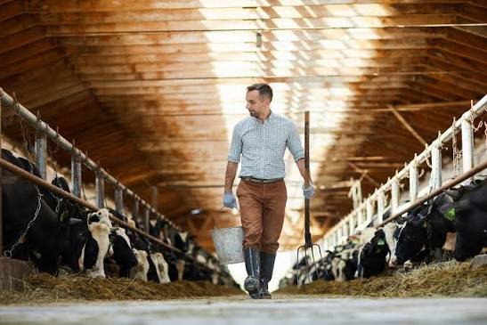 Herd Manager Job in New Zealand at Preet Aulakh Limited