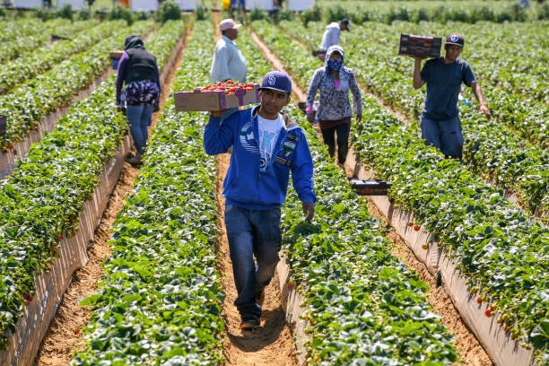 Agricultural Laborer