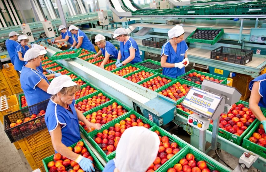 Fruit Packer Job