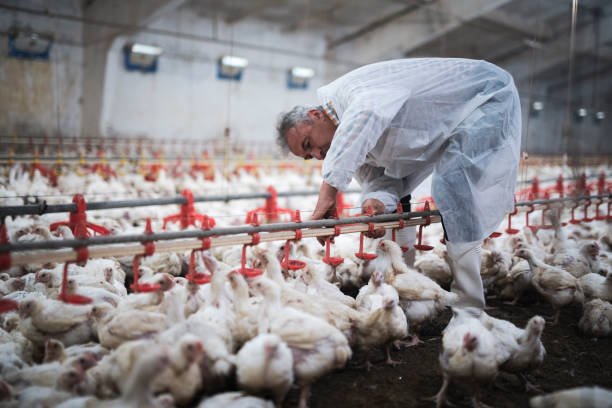 Poultry Caretaker