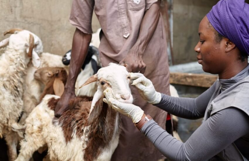 Livestock Care Worker