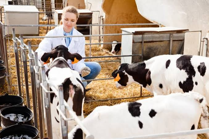 Animal and Livestock Technician Job