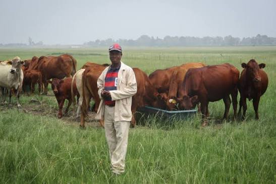 Beef Cattle Farmer