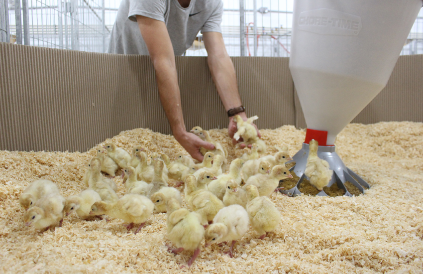 Chicken Catcher and Poultry Handler Joh