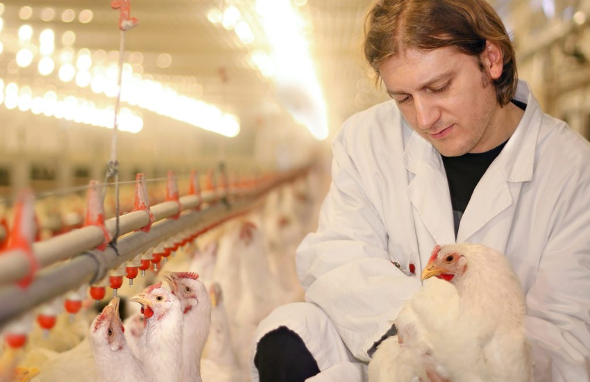 Commercial Poultry Nutritionist