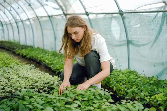 Greenhouse Aide