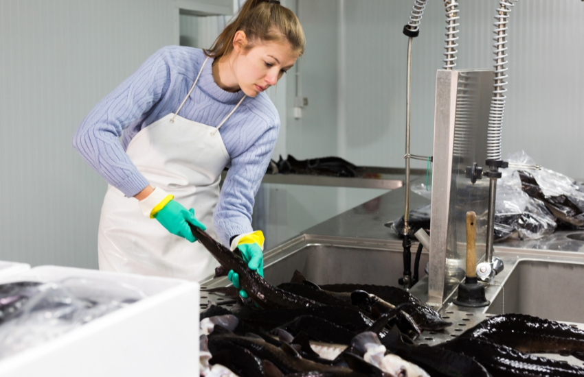 Hatchery Technician Job
