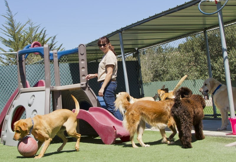 Kennel Attendant