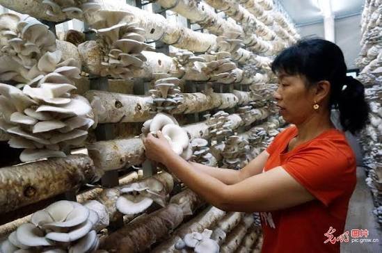 Mushroom Harvester