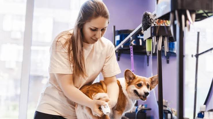 Pet Shop Assistant