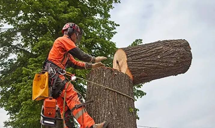 Tree Lopping Labourer