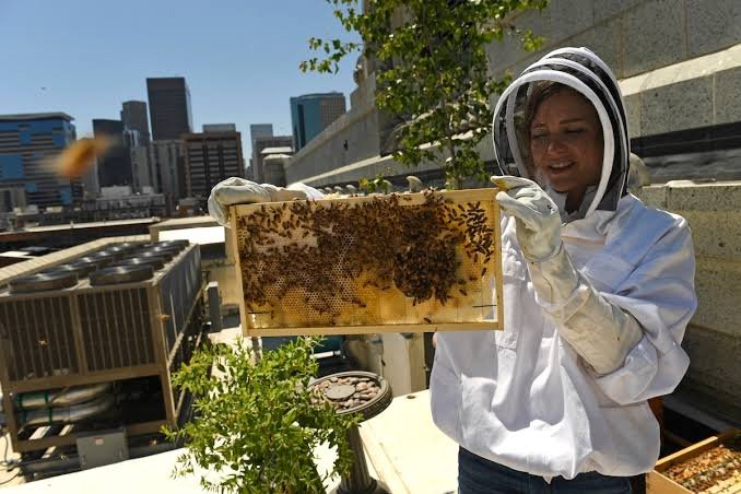 Urban Beekeeper